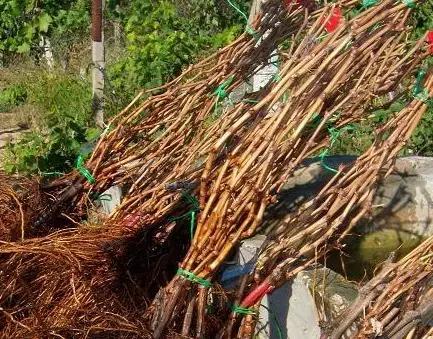 Өлкөгө Өзбекстандан келген 82 миңден ашык даана көчөт артка кайтарылды