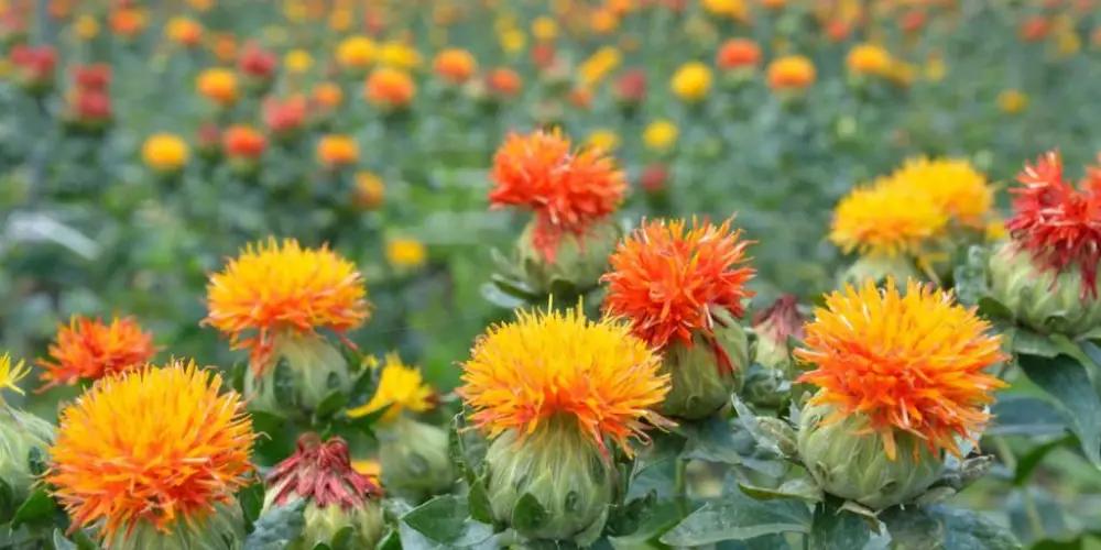 В Ноокатском районе планируется засеять сафлором около 700 гектаров земли