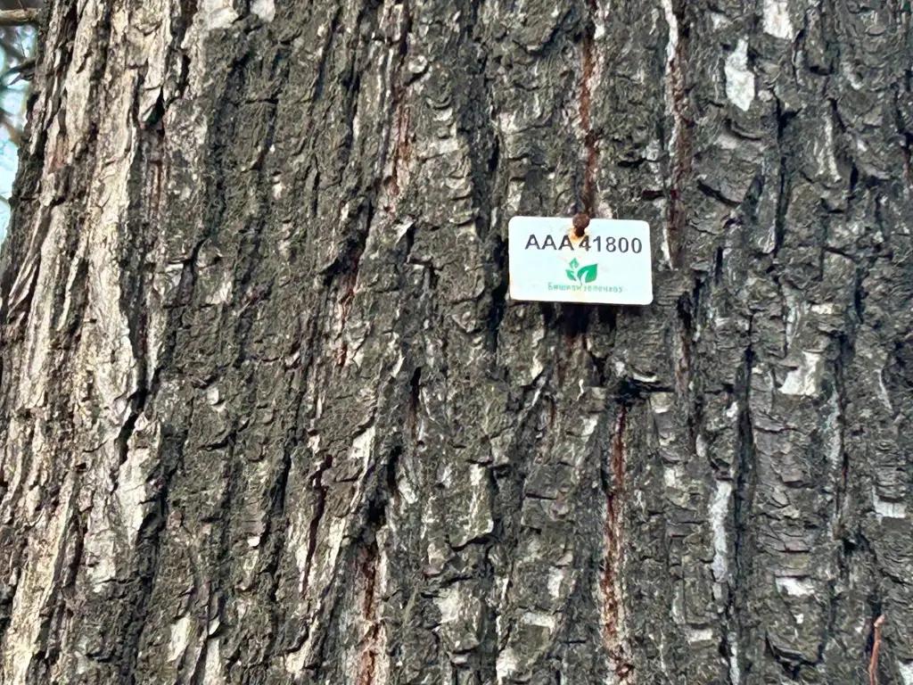 В Бишкеке создают единый реестр деревьев с «паспортами» — что это даст горожанам