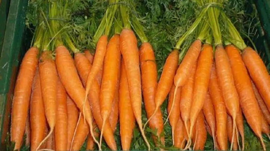 Кыргызстандын жашылча экспорту өсүүдө