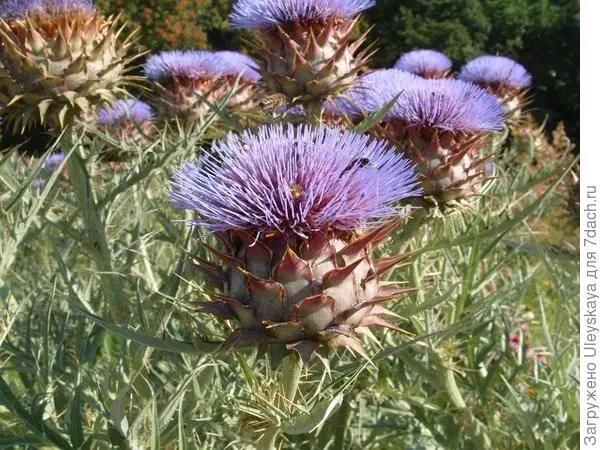 В Ошском государственном университете разработали стартап по производству БАД из артишока