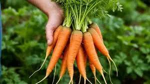 Топ 6 стран, куда Кыргызстан экспортирует морковь, — Минсельхоз