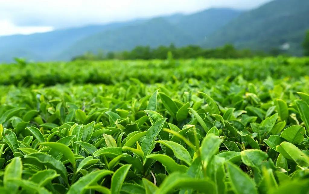 Былтыр Кыргызстанга сырттан 1.2 млрд сомго чай ташып келинген