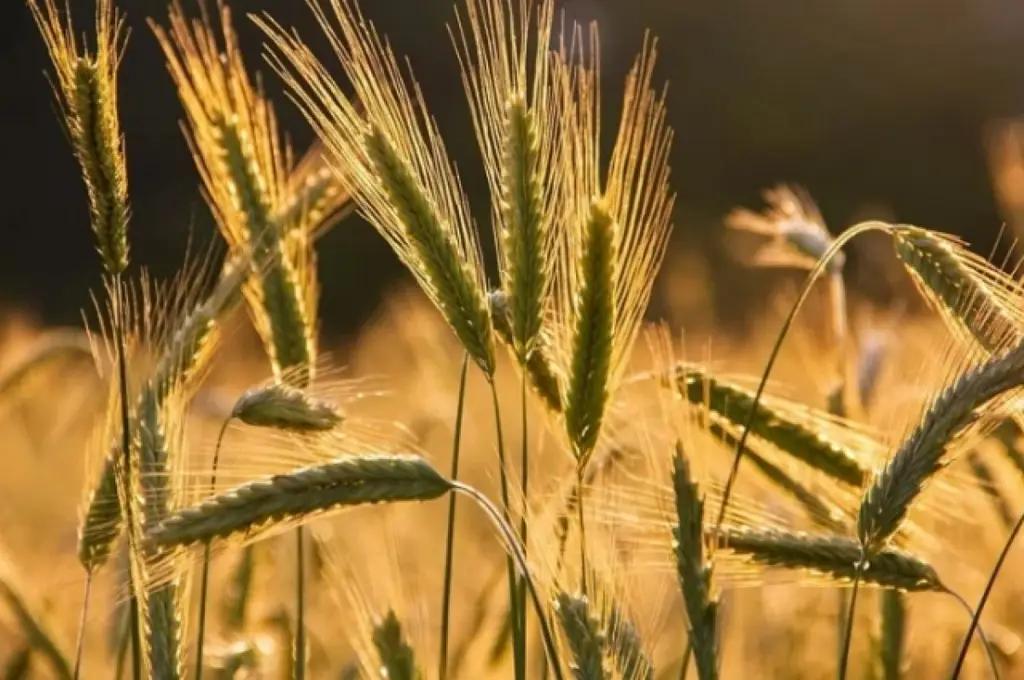 В республике началась посевная кампания: первые результаты