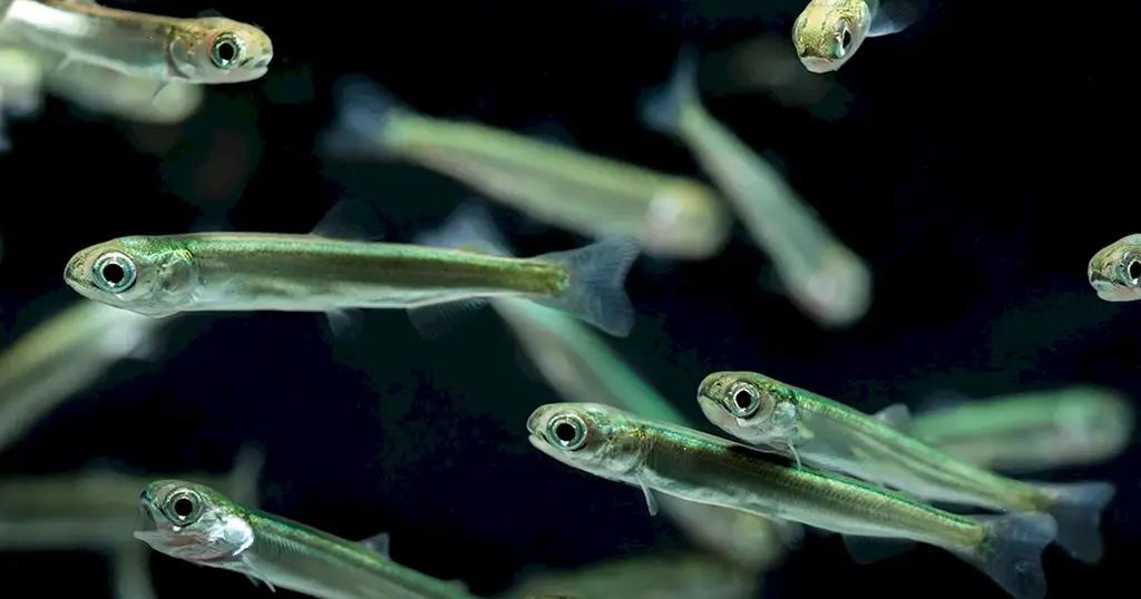 На 4 участках озера Иссык-Куль выпустили 3 млн мальков рыбы