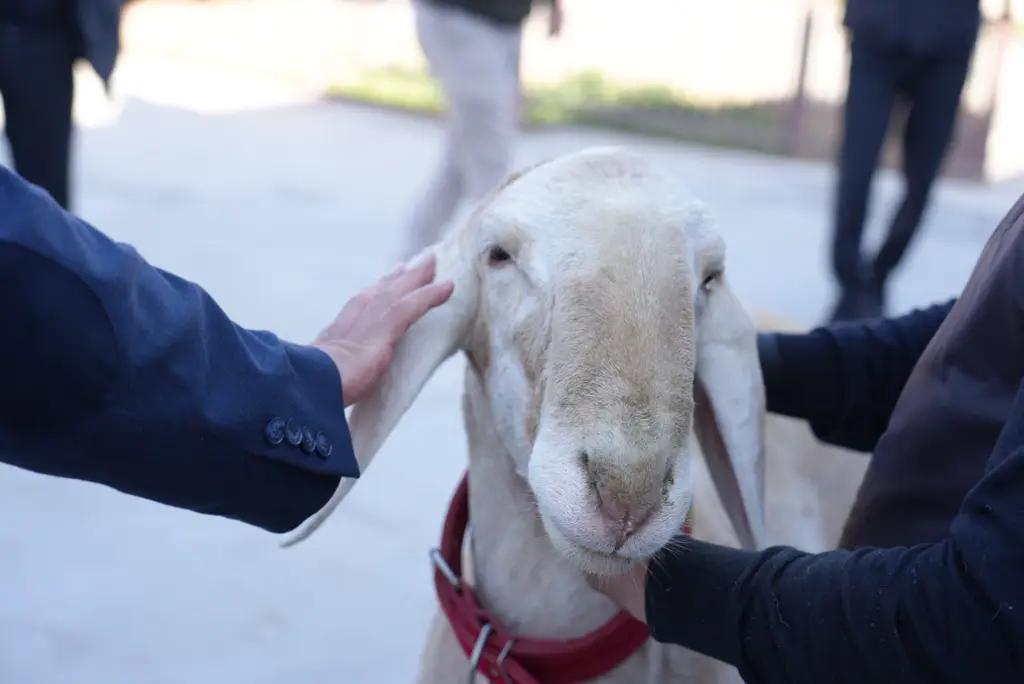 Кыргызстан может зарабатывать до $500 с каждой овцы арашан, проданной на экспорт