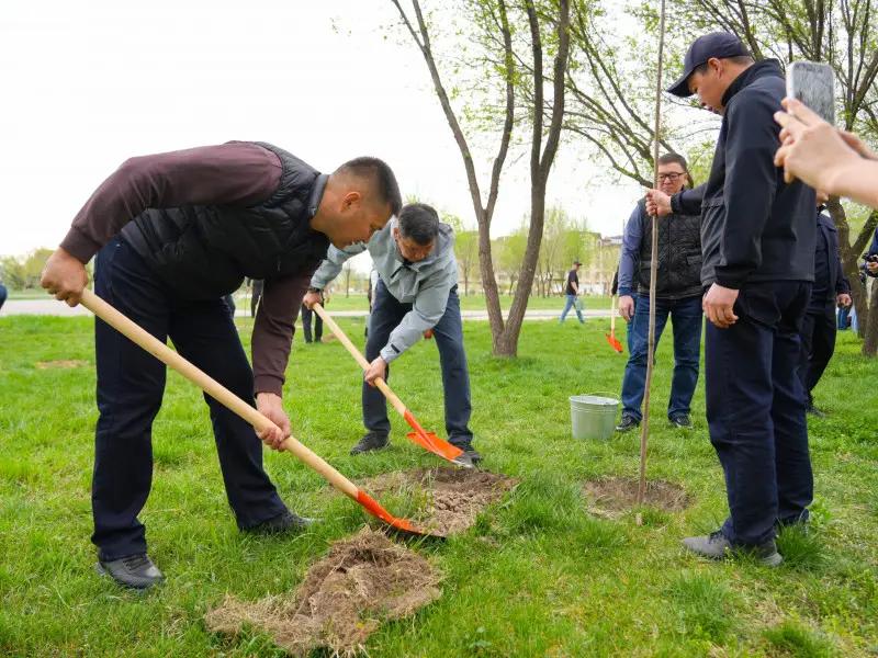 В Бишкеке за день высадили 740 деревьев — сколько всего планирует мэрия