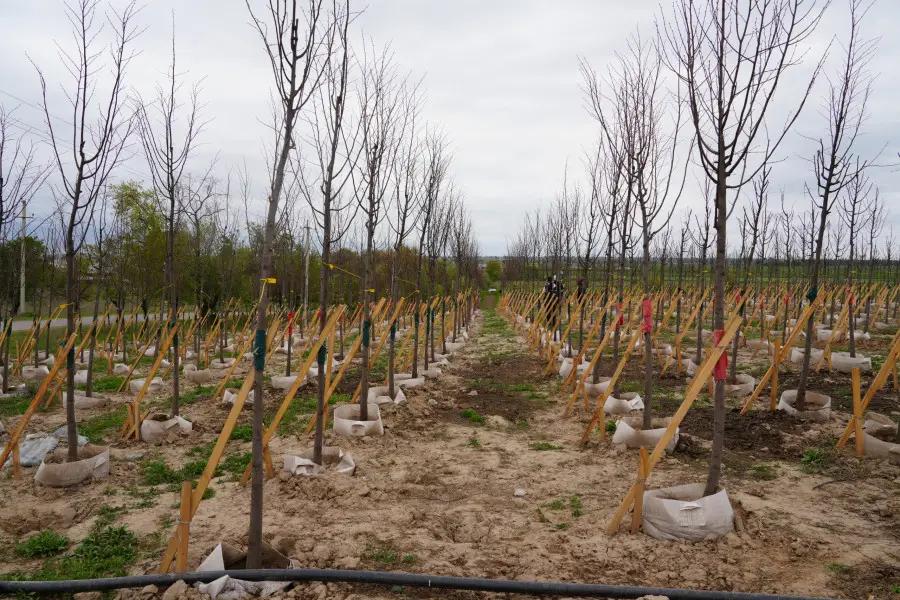 Как фермеру получить кредит под 3% на развитие питомника?