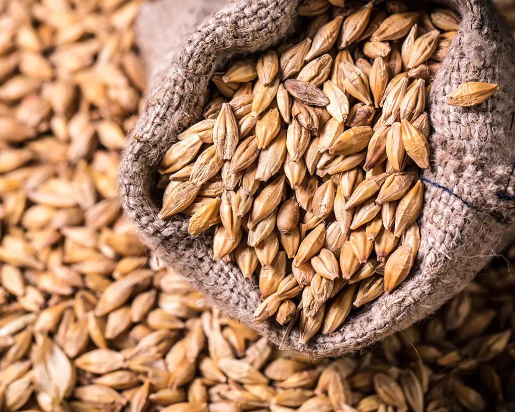 Былтыр Кыргызстанга 167.7 млн сомго арпа импорттолду