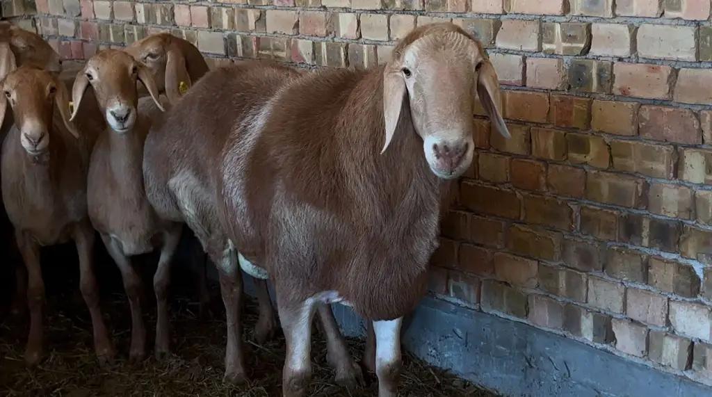 “Арашан” койлорун чет жакка экспорттоого уруксат берилгени жатат