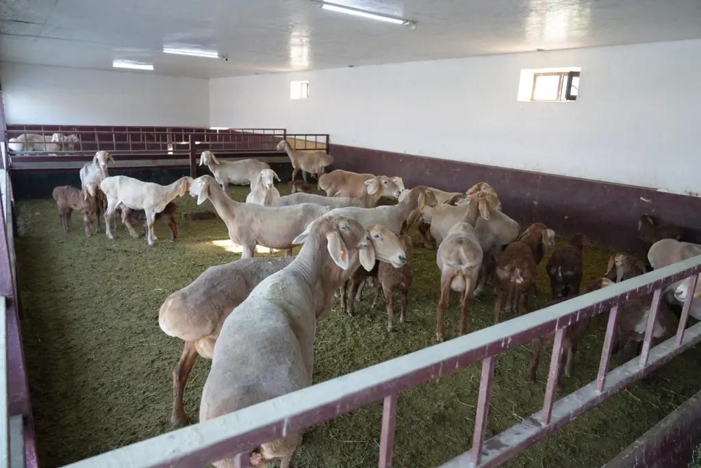 Кыргызстан может открыть экспорт овец породы «арашан»