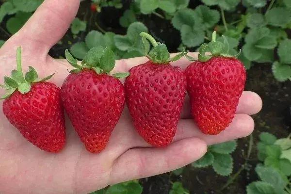 В Токтогульском районе высадили клубнику из Калифорнии