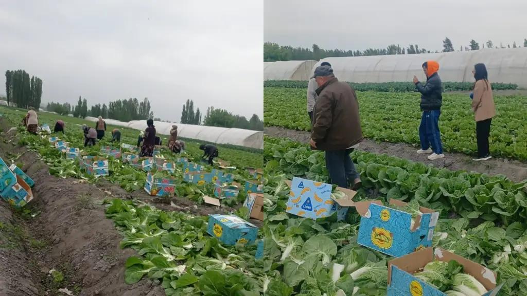 Араванда капуста бышып, экспортко чыгууда