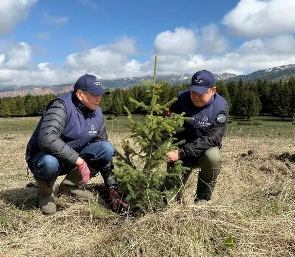 В «Жыргалане» высадили хвойные деревья для сохранения экосистемы региона