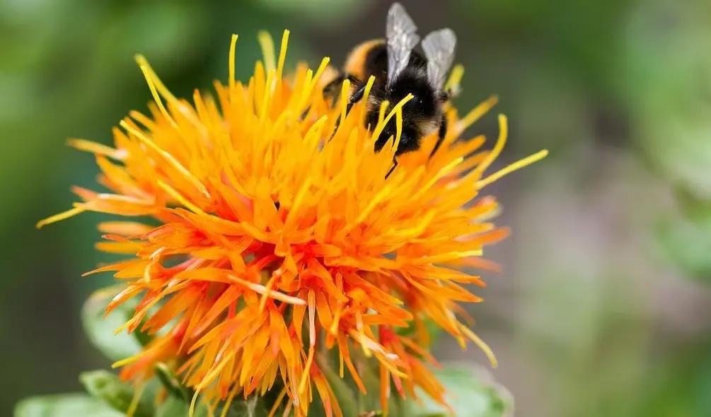 Быйыл Кыргызстанда сафлордун айдоо аянтын көбөйтүү пландалууда