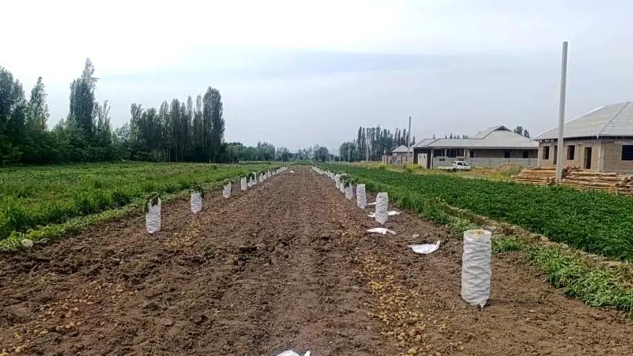 Араванда картошка эрте бышып, сатыкка чыкты