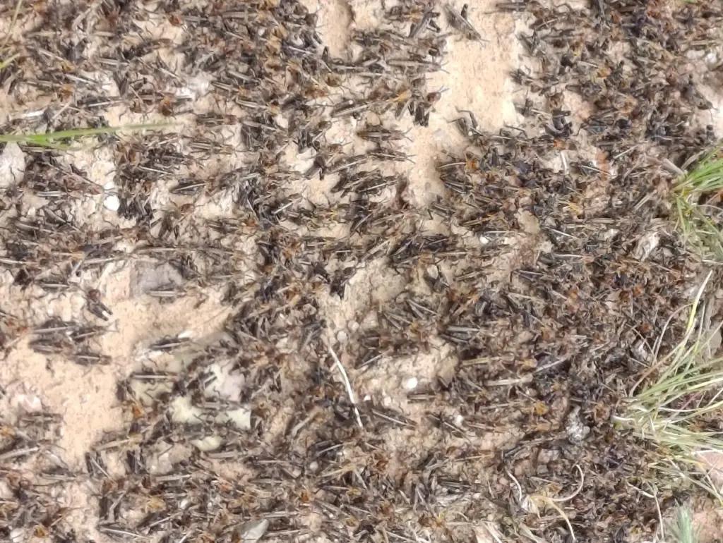 В Кыргызстане саранча распространилась на 1 тысячу 250 гектаров Чуйской области