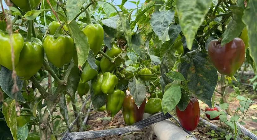 Араванда болгар калемпири бышып, сатыкка чыкты