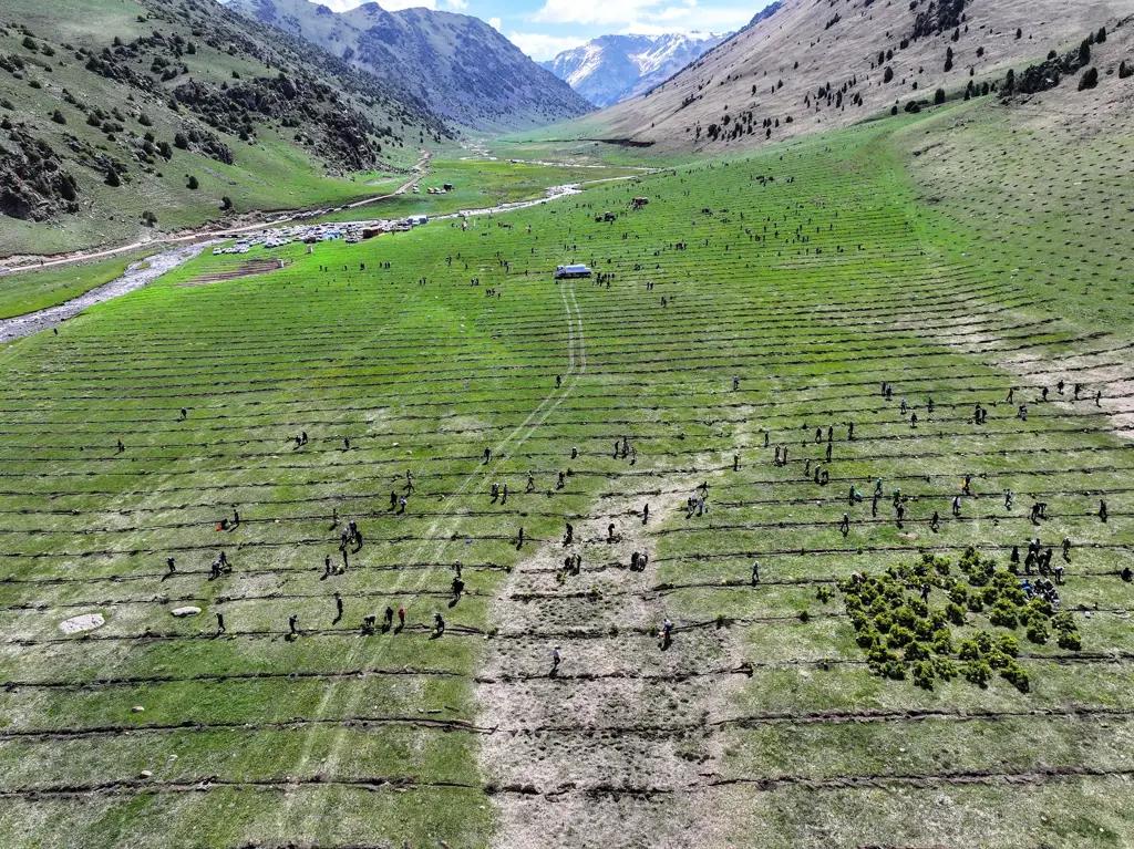 Таласта «Жашыл мурас»: «Альянс Алтын» жашылдандыруу ишине салым кошту
