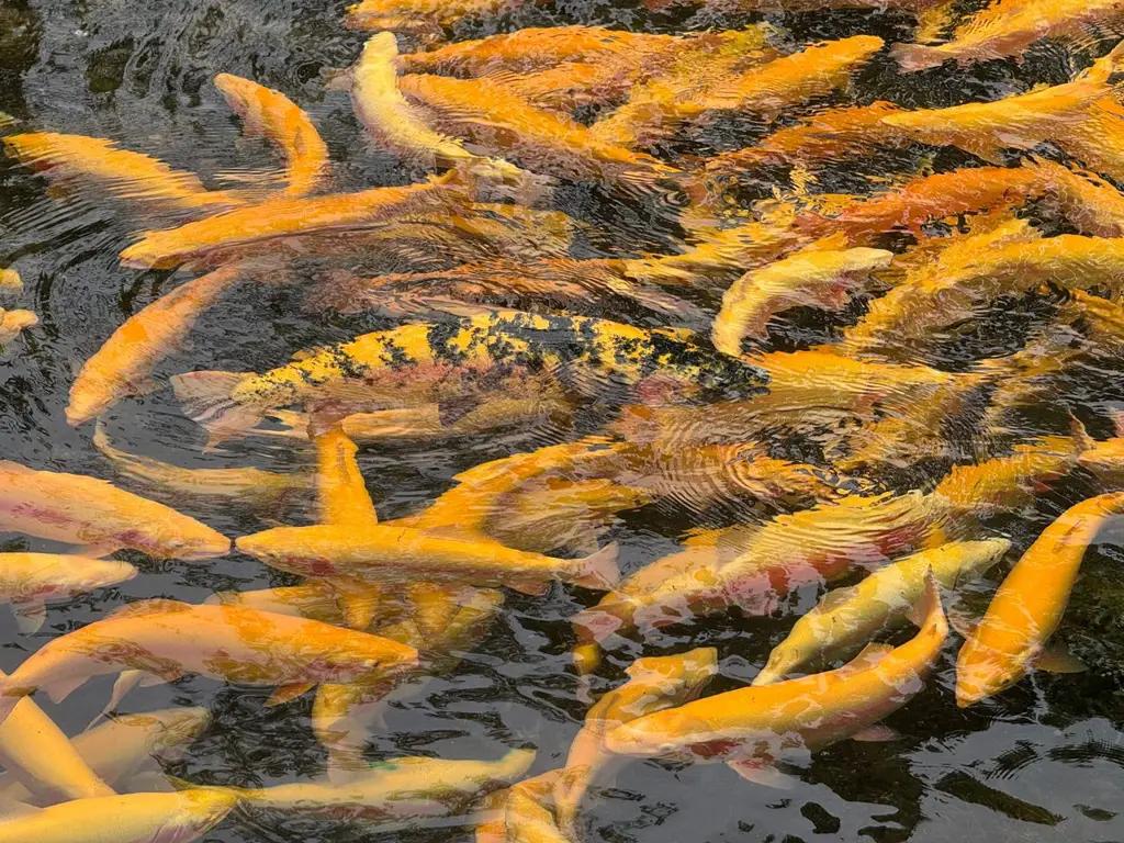 FAO will help Kyrgyzstan develop value chains for trout and carp