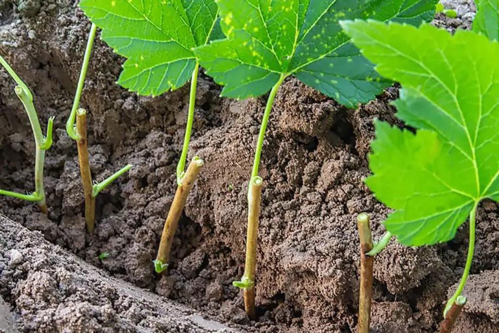 Kyrgyzstan has reduced its exports of plants and cuttings by almost eightfold