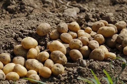 Кыргызстанда картошка киши башына 4 жылда 29 килограммга азайды