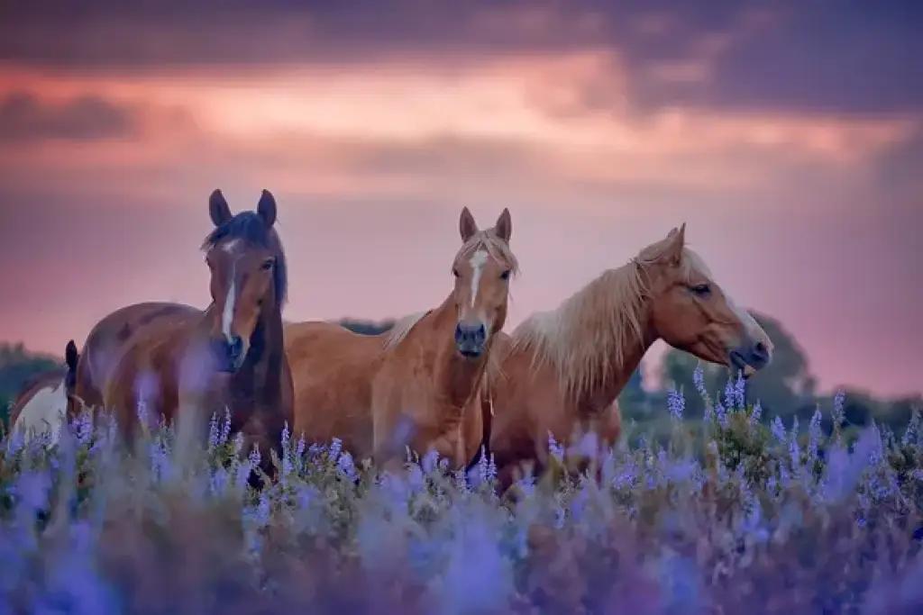 Kyrgyzstan has nearly halved its imports of live horses