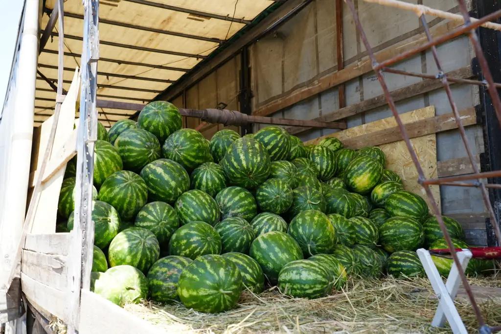 Watermelons at the Ak-Sai Market in Bishkek Were Tested for Nitrates: No Violations Found