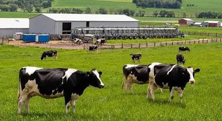Животноводство Кыргызстана показало рост по всем основным видам продукции