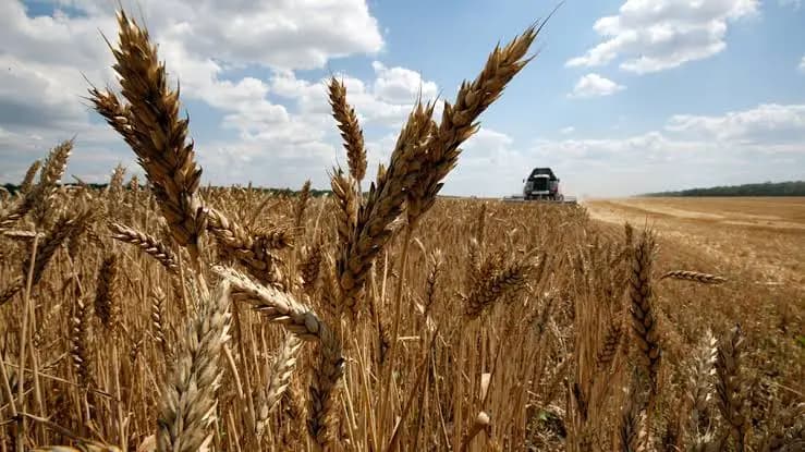В Кыргызстане сбор зерновых сократился на 14%, несмотря на увеличение посевных площадей