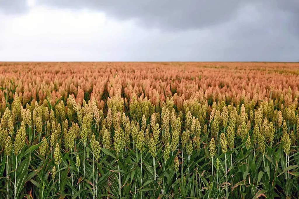The sorghum harvest in Kyrgyzstan rose by almost 57 per cent, despite a reduction in the area under cultivation