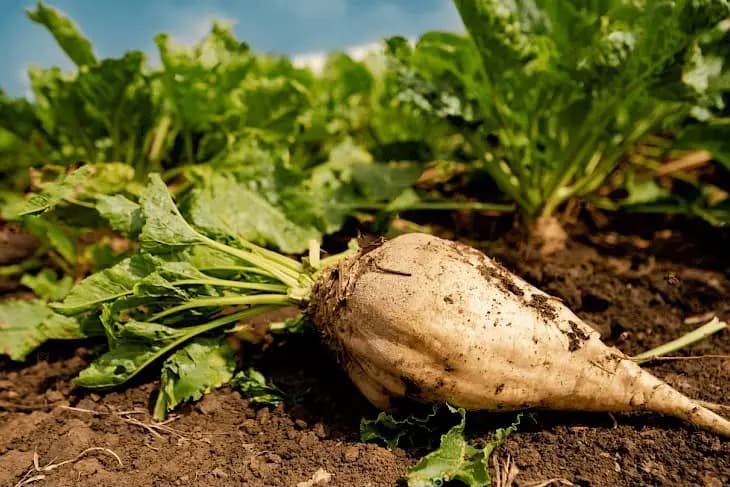 High-yielding sugar beet: yields of up to 70 tonnes per hectare are expected in the Sokuluk District