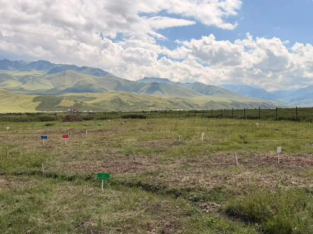 В Кыргызстане карагану на пастбищах планируют превратить в источник кормов для скота