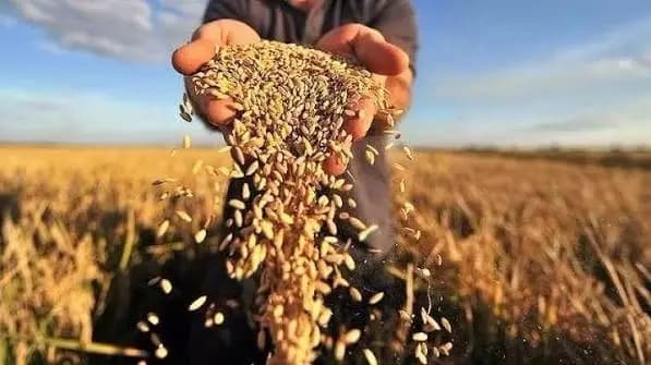 Урожай-2026: в Кыргызстане убрана треть зерновых, фермерам обещают поддержку