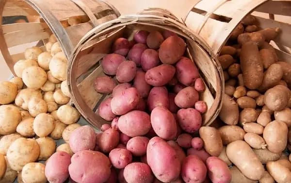 Кыргызстан импортировал 24.4 тысячи тонн картофеля за полгода: 86.5% — из Китая