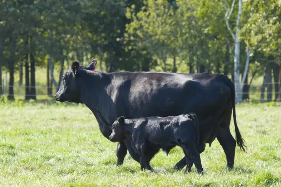 Farmers in Kyrgyzstan are being offered breeding livestock on credit at 3 per cent per annum