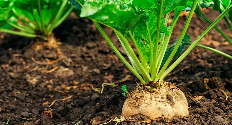 In Kyrgyzstan, the sugar beet harvest could reach 710,000 tonnes despite a reduction in the area sown