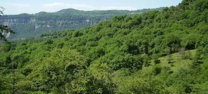 Forest plots in Arstanbap are to be leased out for tourist facilities