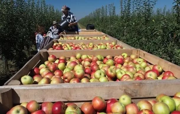 Кыргызстан временно запретит импорт яблок до февраля 2027 года