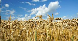 Цены на пшеницу выросли в два раза. Как Кыргызстан обеспечит продбезопасность