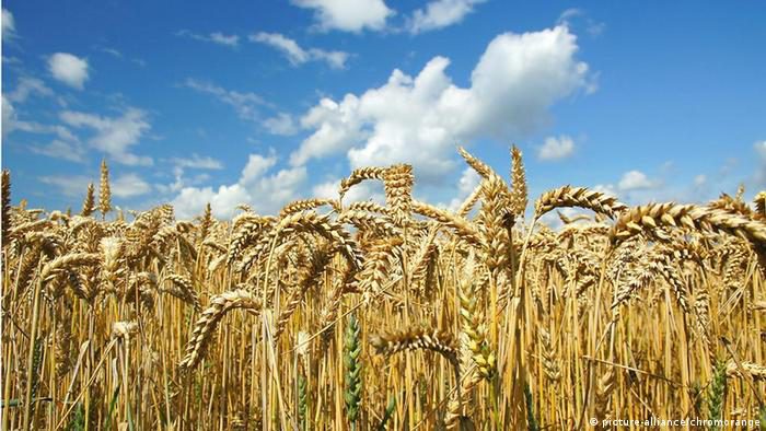 Цены на пшеницу выросли в два раза. Как Кыргызстан обеспечит продбезопасность