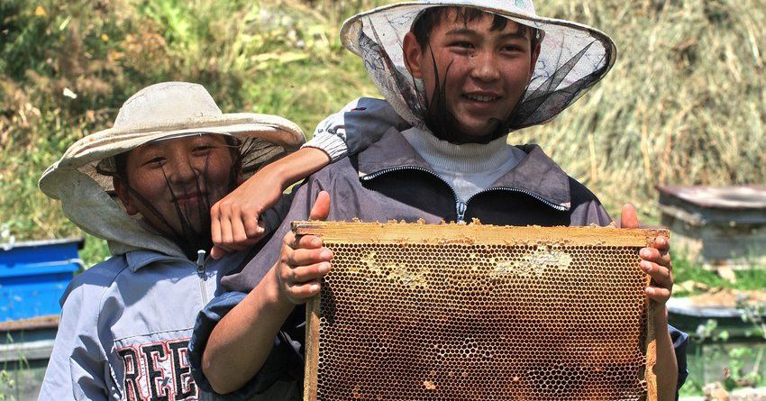 Трудится аки пчела: в каком состоянии пчеловодческая отрасль Кыргызстана?