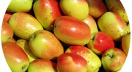 Ошская область готова засыпать несколькими тысячами тонн яблок