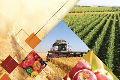 Реформирование сельского хозяйства в Узбекистане