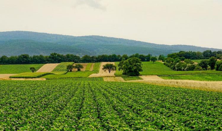 На развитие в КР зеленого сельского хозяйства ЕС выделит €1.1 млн