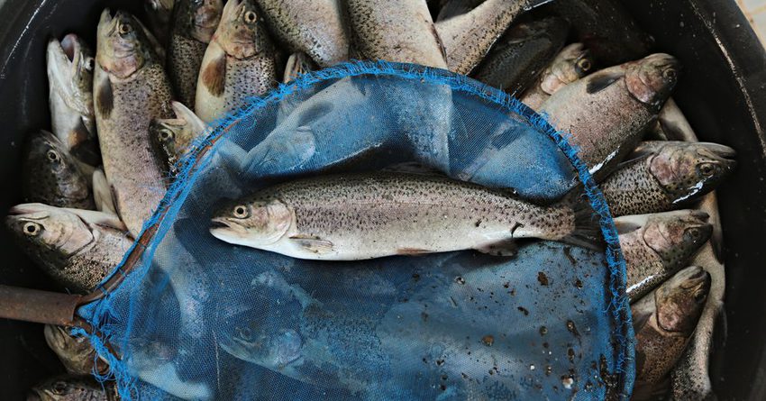 Поставки рыбы в Россию возобновили пять из девяти компаний