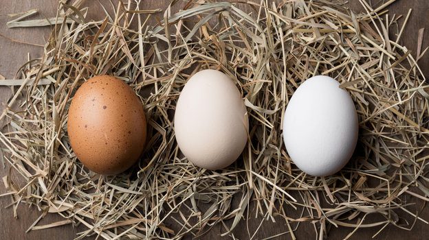 На юге страны изъяли больше 4 тысяч яиц