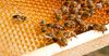В Кыргызстане появился закон о пчеловодстве