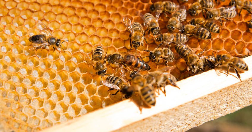 В Кыргызстане появился закон о пчеловодстве