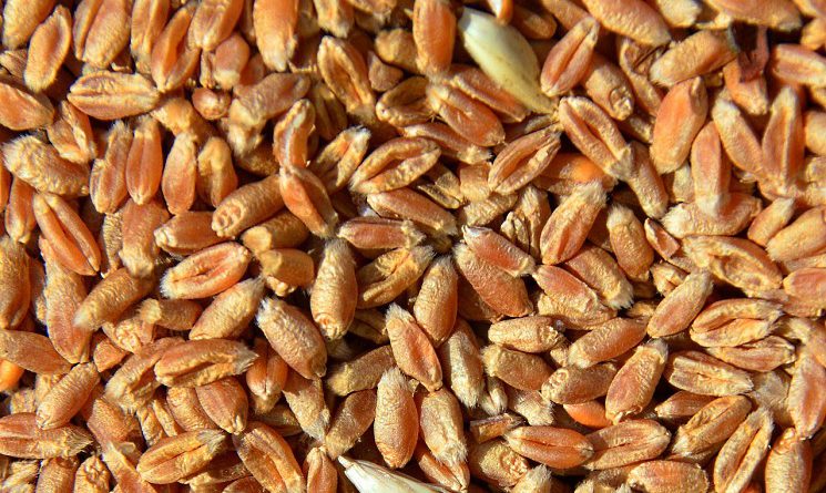 В Кыргызстане стали сеять меньше пшеницы